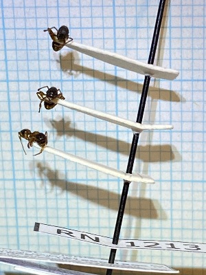  (Myrmica lobulicornis - RN1213)  @11 [ ] Unspecified (default): All Rights Reserved (2025) Rainer Neumeyer Unspecified