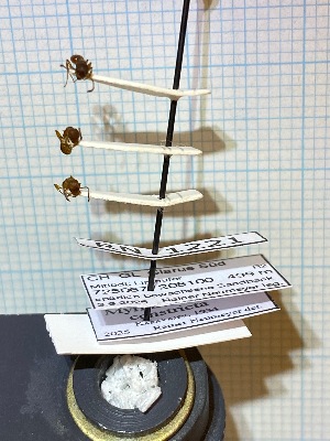  ( - RN1221)  @11 [ ] Unspecified (default): All Rights Reserved (2025) Rainer Neumeyer Unspecified