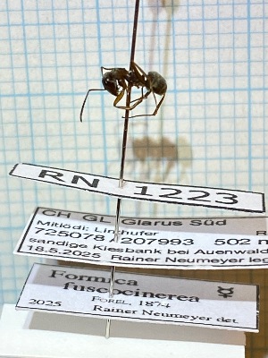  ( - RN1223)  @11 [ ] Unspecified (default): All Rights Reserved (2025) Rainer Neumeyer Unspecified