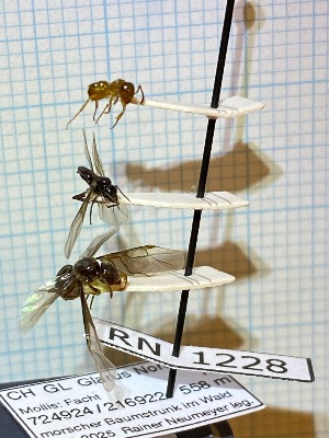  ( - RN1228)  @11 [ ] Unspecified (default): All Rights Reserved (2025) Rainer Neumeyer Unspecified