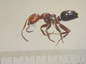  ( - SS22C059b)  @11 [ ] Unspecified (default): All Rights Reserved (2024) Saemi Schaer Unspecified