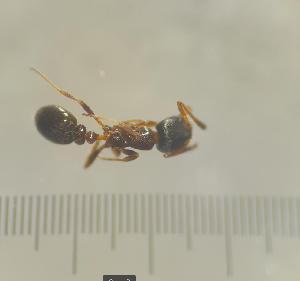  ( - SS23C146)  @11 [ ] Unspecified (default): All Rights Reserved (2025) Saemi Schaer Unspecified