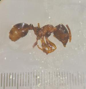  (Tetramorium indocile - SS23C153)  @11 [ ] Unspecified (default): All Rights Reserved (2025) Saemi Schaer Unspecified