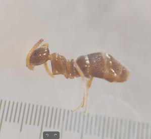  ( - SS23C154a)  @11 [ ] Unspecified (default): All Rights Reserved (2025) Saemi Schaer Unspecified