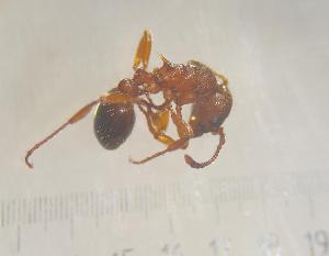  ( - SS24C263a)  @11 [ ] Unspecified (default): All Rights Reserved (2025) Saemi Schaer Unspecified