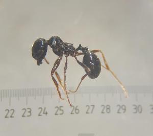  ( - SS25C311)  @11 [ ] Unspecified (default): All Rights Reserved (2025) Saemi Schaer Unspecified