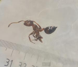  ( - SS25C367a)  @11 [ ] Unspecified (default): All Rights Reserved (2025) Saemi Schaer Unspecified