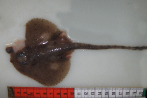  ( - RNEZ254)  @12 [ ] CreativeCommons - Attribution (2010) Institute of Marine Research Unspecified