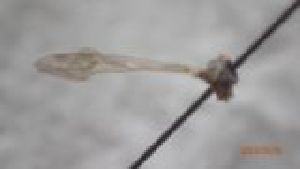  ( - DIPEDF_FI2a_03)  @11 [ ] Creative Commons-Attribution Non Commercial-Share Alike (2022) Lujza Keresztes Unspecified