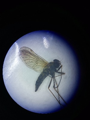  (Chrysopilus helvolus - DIRA-CHCR-ROCJFI-MR-01)  @11 [ ] Creative Commons-Attribution Non Commercial-Share Alike (2021) Lujza Keresztes Unspecified