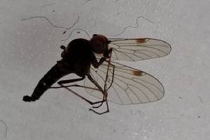  ( - DIRA-ROCJBE-PH-01)  @11 [ ] Creative Commons-Attribution Non Commercial-Share Alike (2021) Lujza Keresztes Unspecified