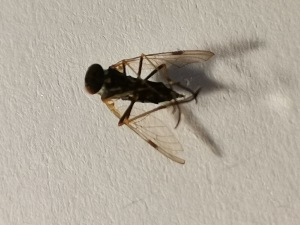  ( - DIRA-ROCJIP-SC3-02)  @11 [ ] Creative Commons-Attribution Non Commercial-Share Alike (2021) Lujza Keresztes Unspecified