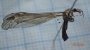  ( - DITIYL_FI1a_01)  @11 [ ] Creative Commons-Attribution Non Commercial-Share Alike (2022) Lujza Keresztes Unspecified
