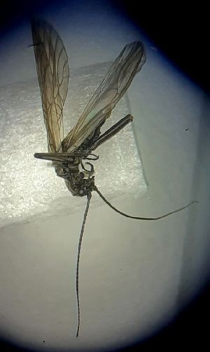  ( - GEN-PL-BRST-FI2-01)  @11 [ ] Creative Commons-Attribution Non Commercial-Share Alike (2021) Lujza Keresztes Unspecified