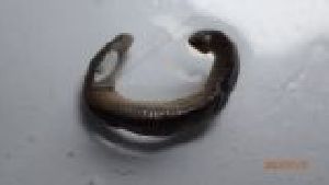  ( - HRER_SC3b_01)  @11 [ ] Creative Commons-Attribution Non Commercial-Share Alike (2022) Lujza Keresztes Unspecified