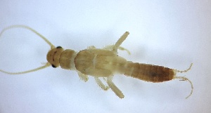  ( - PLLESP-RO-HD-01)  @11 [ ] Creative Commons-Attribution Non Commercial-Share Alike (2021) Lujza Keresztes Unspecified