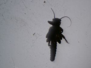  ( - PLPRSP-FI2d-03)  @11 [ ] Creative Commons-Attribution Non Commercial-Share Alike (2021) Lujza Keresztes Unspecified