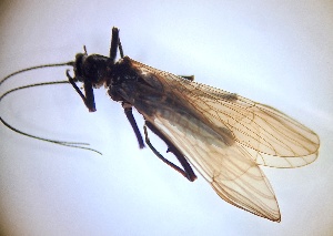  (Taeniopteryx fusca - PLTAFU-NMK-TE-01)  @11 [ ] Creative Commons-Attribution Non Commercial-Share Alike (2021) Lujza Keresztes Unspecified