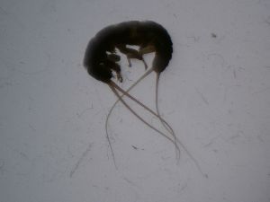  ( - PLUNNE-VB2-01)  @11 [ ] Creative Commons-Attribution Non Commercial-Share Alike (2021) Lujza Keresztes Unspecified