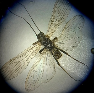  (Brachyptera starmachi - PL-BRSP-RO-CJ-01)  @11 [ ] Creative Commons-Attribution Non Commercial-Share Alike (2021) Lujza Keresztes Unspecified