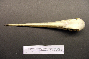  (Ephippiorhynchus - 1B-2976)  @12 [ ] CreativeCommons - Attribution (2010) Erika Tavares Royal Ontario Museum