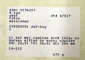  (Falco mexicanus - 1B-252)  @11 [ ] CreativeCommons - Attribution (2010) Erika Tavares Royal Ontario Museum