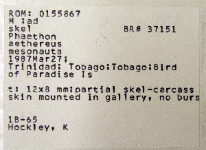  (Phaethon aethereus - 1B-65)  @11 [ ] CreativeCommons - Attribution (2010) Erika Tavares Royal Ontario Museum
