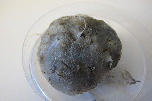  (Thenea muricata - M12HEL0338-1)  @11 [ ] Unspecified (default): All Rights Reserved  Unspecified Unspecified