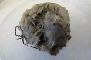  (Thenea grayi - M13HEL0207-2)  @11 [ ] Unspecified (default): All Rights Reserved  Unspecified Unspecified