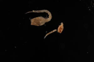  (Cyclaspis sp. 2 - 10120.1A)  @11 [ ] by-nc-nd (2025) Sarah Gerken University of Alaska Anchorage