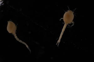  ( - 7027.5B)  @11 [ ] by-nc-nd (2025) Sarah Gerken University of Alaska Anchorage