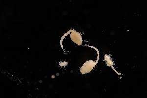  ( - 7027.6A)  @11 [ ] by-nc-nd (2025) Sarah Gerken University of Alaska Anchorage