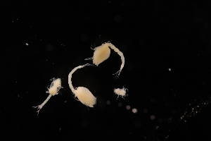  ( - 7027.6B)  @11 [ ] by-nc-nd (2025) Sarah Gerken University of Alaska Anchorage