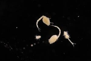  ( - 7027.6C)  @11 [ ] by-nc-nd (2025) Sarah Gerken University of Alaska Anchorage