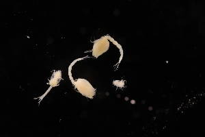  ( - 7027.6D)  @11 [ ] by-nc-nd (2025) Sarah Gerken University of Alaska Anchorage