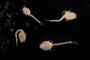  ( - 7027.6E)  @11 [ ] by-nc-nd (2025) Sarah Gerken University of Alaska Anchorage