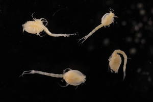  ( - 7027.6F)  @11 [ ] by-nc-nd (2025) Sarah Gerken University of Alaska Anchorage