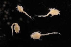  ( - 7027.6G)  @11 [ ] by-nc-nd (2025) Sarah Gerken University of Alaska Anchorage