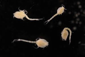  ( - 7027.6H)  @11 [ ] by-nc-nd (2025) Sarah Gerken University of Alaska Anchorage