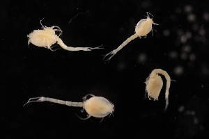  ( - 7027.6I)  @11 [ ] by-nc-nd (2025) Sarah Gerken University of Alaska Anchorage