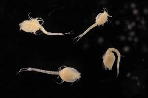  ( - 7027.6J)  @11 [ ] by-nc-nd (2025) Sarah Gerken University of Alaska Anchorage