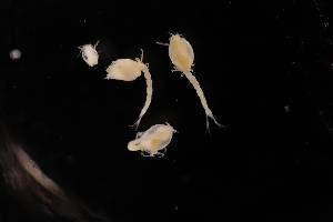  ( - 7027.6L)  @11 [ ] by-nc-nd (2025) Sarah Gerken University of Alaska Anchorage