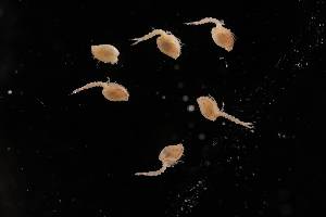  (Cyclaspis antarctica - 7032.5I)  @11 [ ] by-nc-nd (2025) Sarah Gerken University of Alaska Anchorage