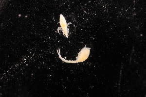  (Leucon rossi - 7039.8A)  @11 [ ] by-nc-nd (2025) Sarah Gerken University of Alaska Anchorage