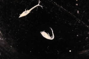  (Leucon costatus - 7044.4A)  @11 [ ] by-nc-nd (2025) Sarah Gerken University of Alaska Anchorage