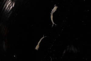  (Eudorella gracilior - 7070.2A)  @11 [ ] by-nc-nd (2025) Sarah Gerken University of Alaska Anchorage