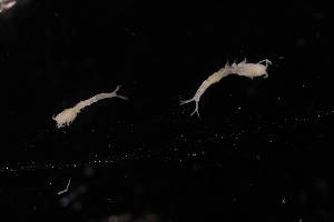  ( - 7070.2B)  @11 [ ] by-nc-nd (2025) Sarah Gerken University of Alaska Anchorage