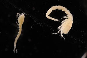  ( - 7077.5A)  @11 [ ] by-nc-nd (2025) Sarah Gerken University of Alaska Anchorage