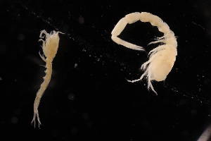  ( - 7077.5B)  @11 [ ] by-nc-nd (2025) Sarah Gerken University of Alaska Anchorage