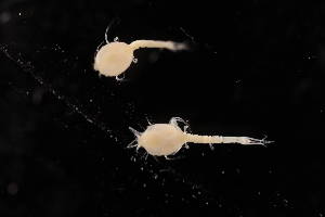  ( - 7085.5A)  @11 [ ] by-nc-nd (2025) Sarah Gerken University of Alaska Anchorage